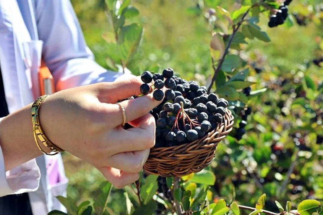 Bayburt'ta 4 yıl önce dikildi: Yüksek gelir kapısı oldu! 8